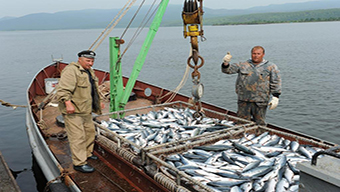 Высокие показатели суточного вылова
